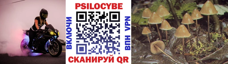 Купить где  Вихоревка  Псилоцибиновые грибы Psilocybe 
